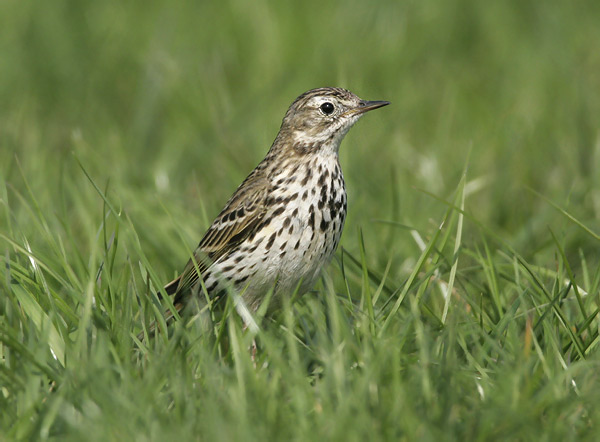 L'abtuška lúčna (Anthus pratensis)