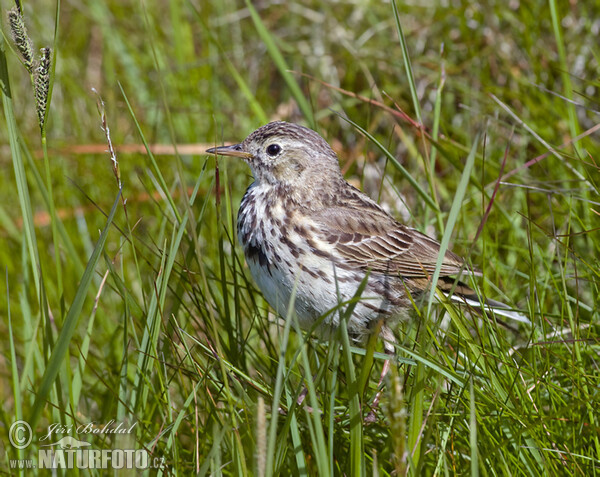 L'abtuška lúčna (Anthus pratensis)