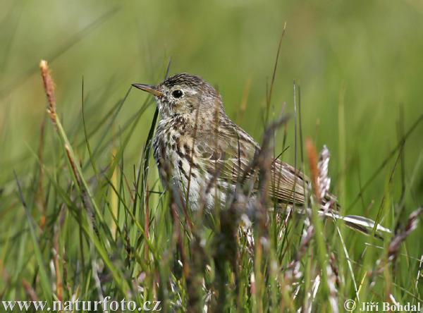 L'abtuška lúčna (Anthus pratensis)