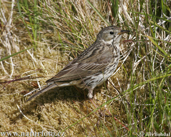 L'abtuška lúčna (Anthus pratensis)