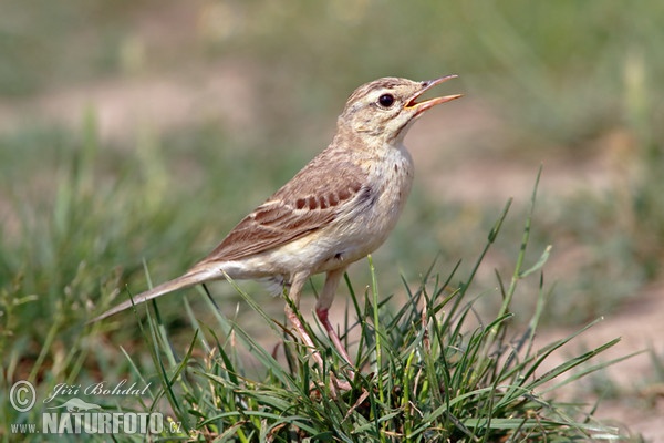 L'abtuška pol'ná (Anthus campestris)