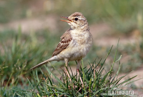 L'abtuška pol'ná (Anthus campestris)