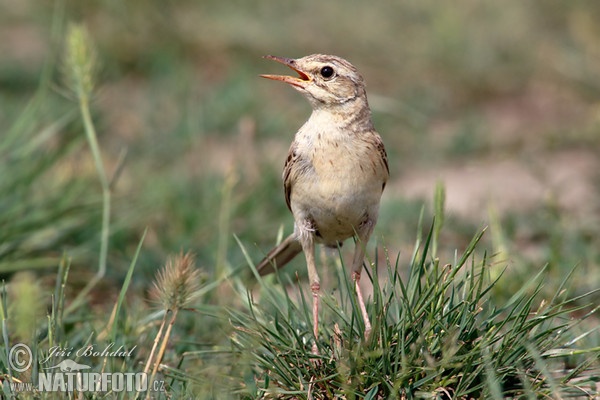 L'abtuška pol'ná (Anthus campestris)