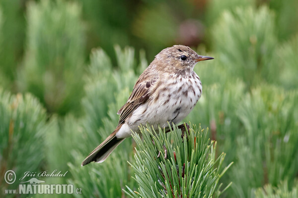 Labtuška vrchovská (Anthus spinoletta)