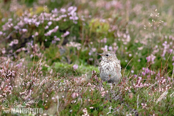 Labtuška vrchovská (Anthus spinoletta)