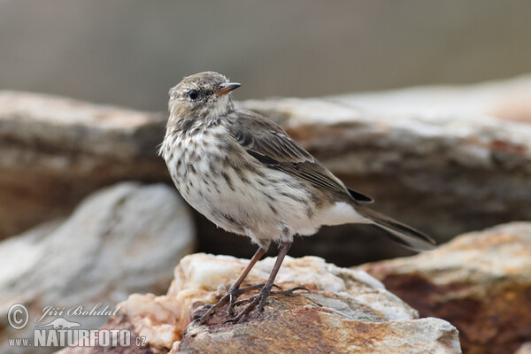 Labtuška vrchovská (Anthus spinoletta)