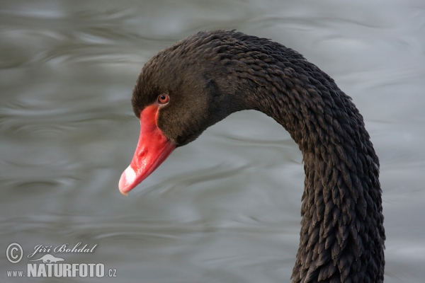 Labuť černá (Cygnus atratus)