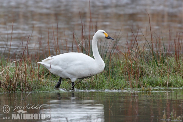 Labuť malá (Cygnus columbianus)