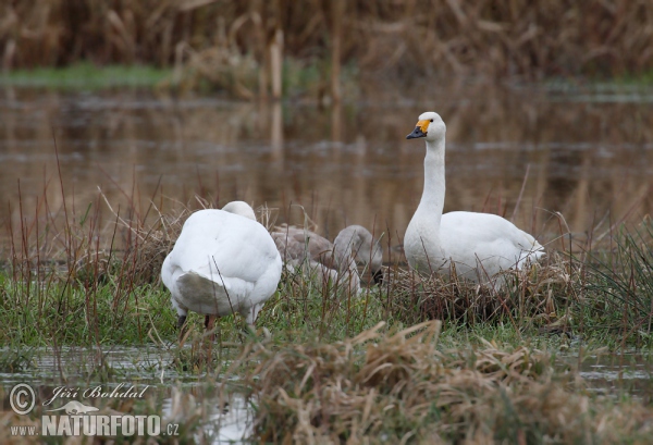 Labuť malá (Cygnus columbianus)