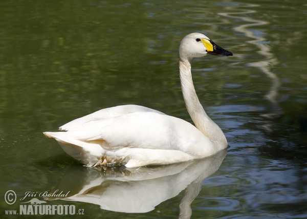 Labuť malá (Cygnus columbianus)