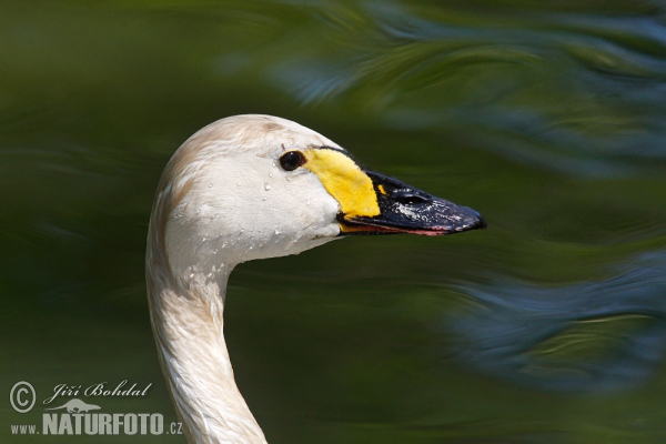 Labuť malá (Cygnus columbianus)