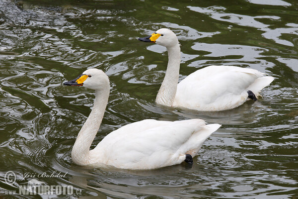 Labuť malá (Cygnus columbianus)