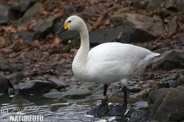 Labuť tundrová (Cygnus columbianus)