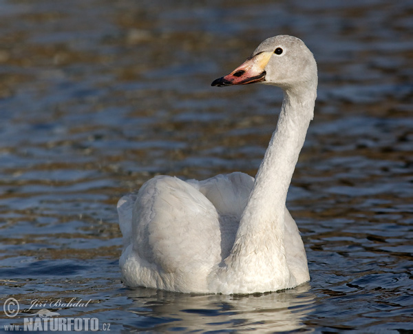 Labuť tundrová (Cygnus columbianus)