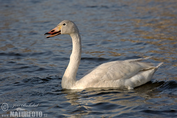 Labuť tundrová (Cygnus columbianus)