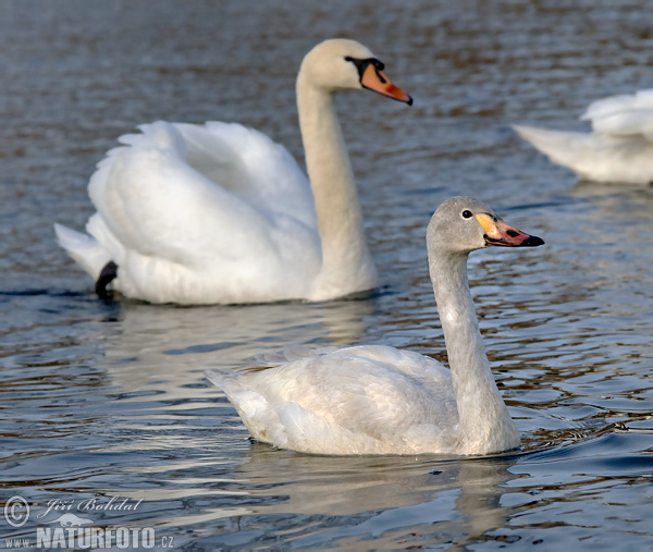 Labuť tundrová (Cygnus columbianus)