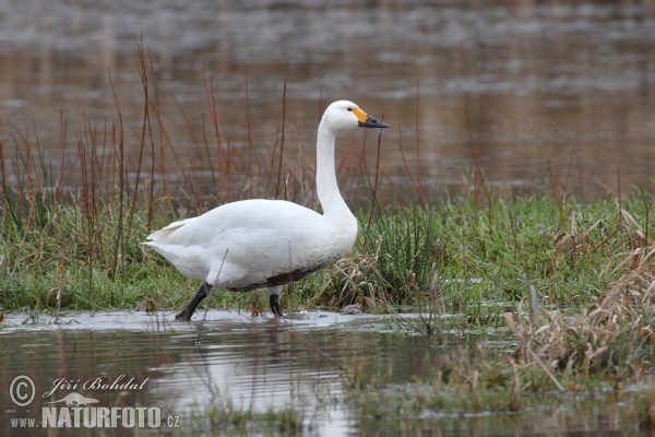 Labuť tundrová (Cygnus columbianus)