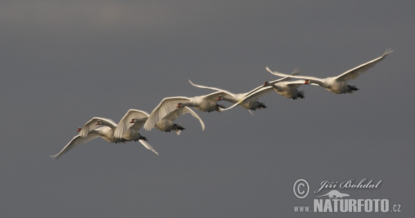 Labuť veľká (Cygnus olor)