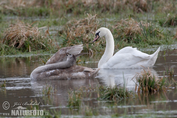 Labuť velká (Cygnus olor)