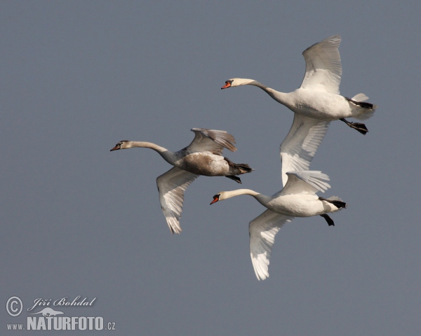 Labuť velká (Cygnus olor)