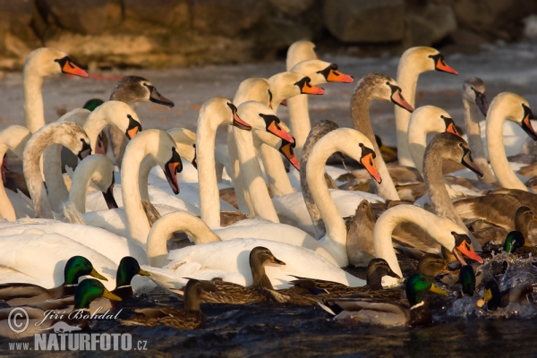 Labuť velká (Cygnus olor)