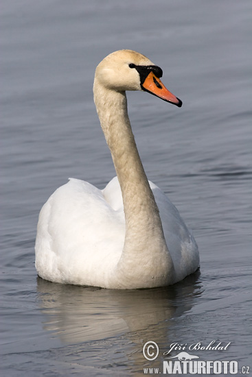 Labuť veľká (Cygnus olor)