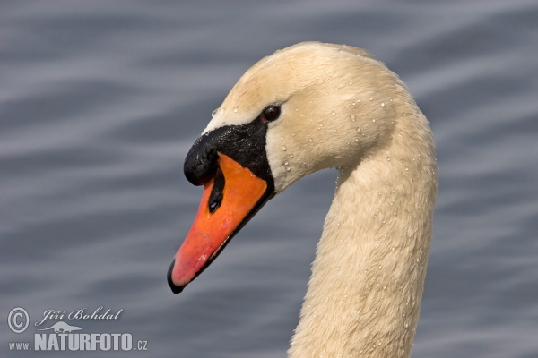 Labuť veľká (Cygnus olor)