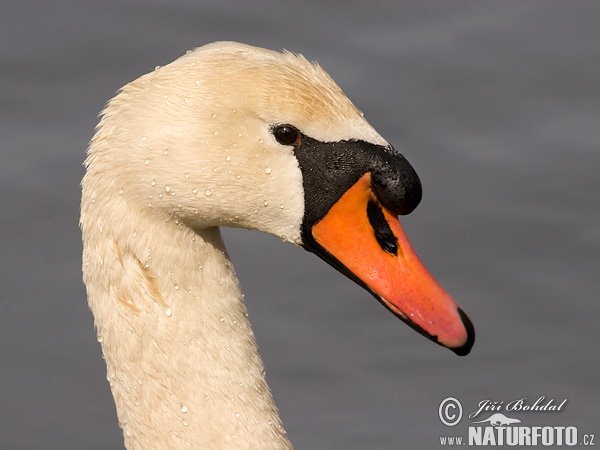 Labuť veľká (Cygnus olor)