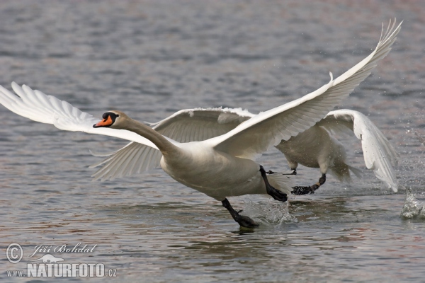 Labuť veľká (Cygnus olor)