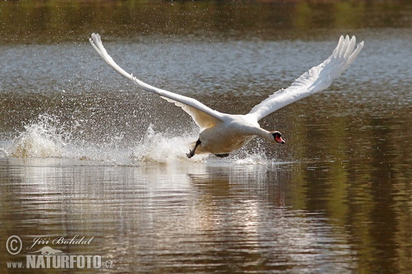 Labuť veľká (Cygnus olor)