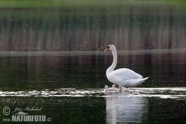 Labuť velká (Cygnus olor)