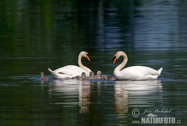 Labuť veľká (Cygnus olor)