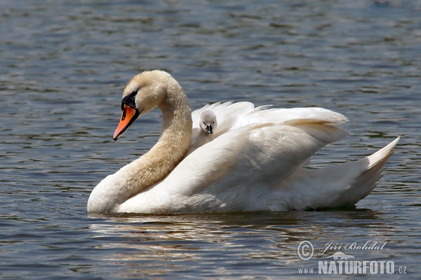 Labuť veľká (Cygnus olor)