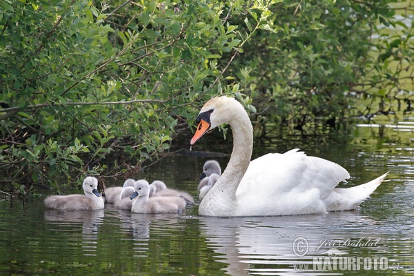 Labuť veľká (Cygnus olor)