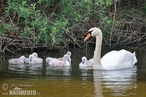 Labuť veľká (Cygnus olor)