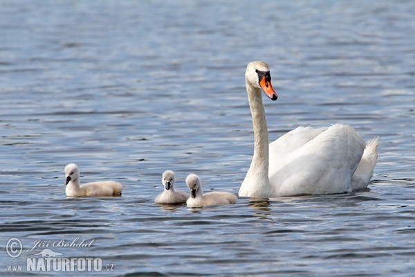 Labuť veľká (Cygnus olor)