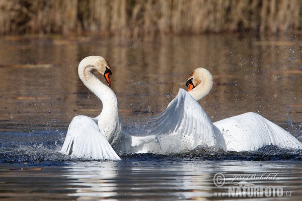 Labuť velká (Cygnus olor)