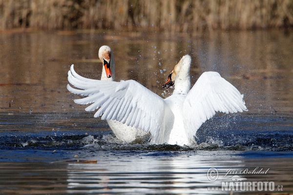 Labuť veľká (Cygnus olor)