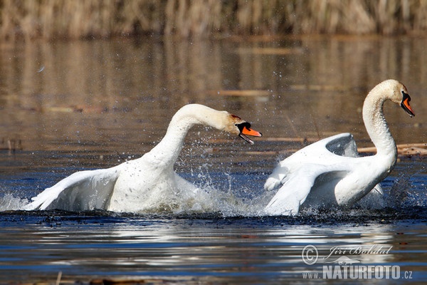 Labuť veľká (Cygnus olor)