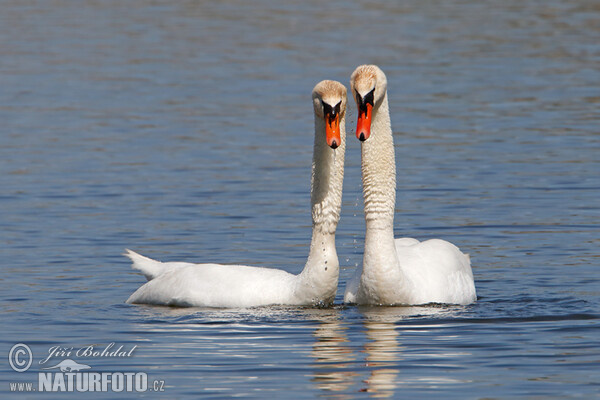 Labuť veľká (Cygnus olor)