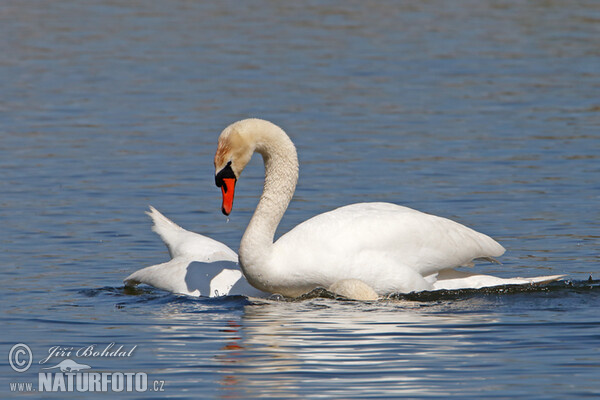 Labuť veľká (Cygnus olor)