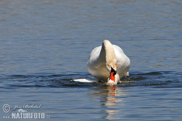 Labuť velká (Cygnus olor)