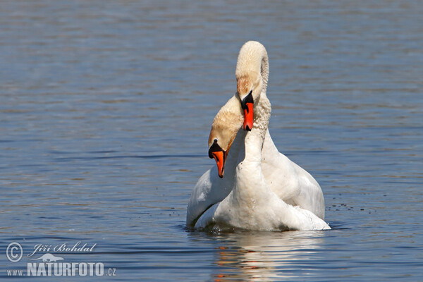 Labuť velká (Cygnus olor)