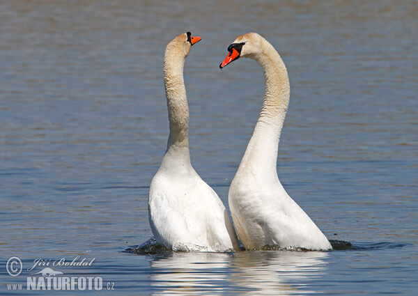 Labuť veľká (Cygnus olor)