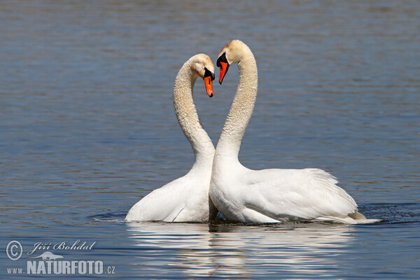 Labuť veľká (Cygnus olor)