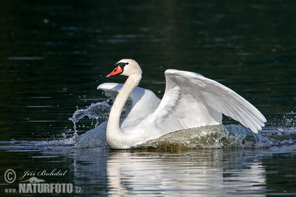 Labuť veľká (Cygnus olor)