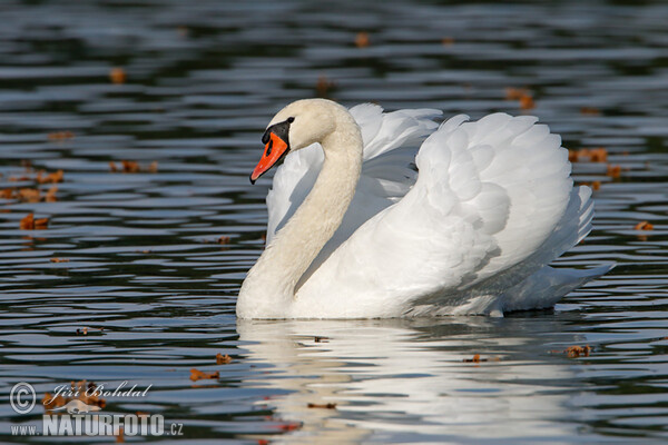 Labuť velká (Cygnus olor)