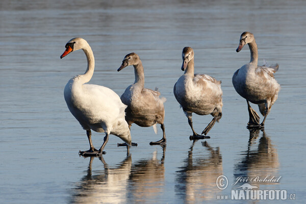 Labuť velká (Cygnus olor)