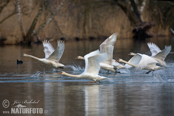 Labuť veľká (Cygnus olor)