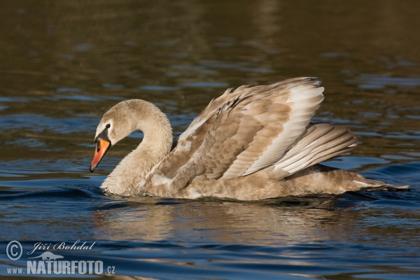 Labuť velká (Cygnus olor)